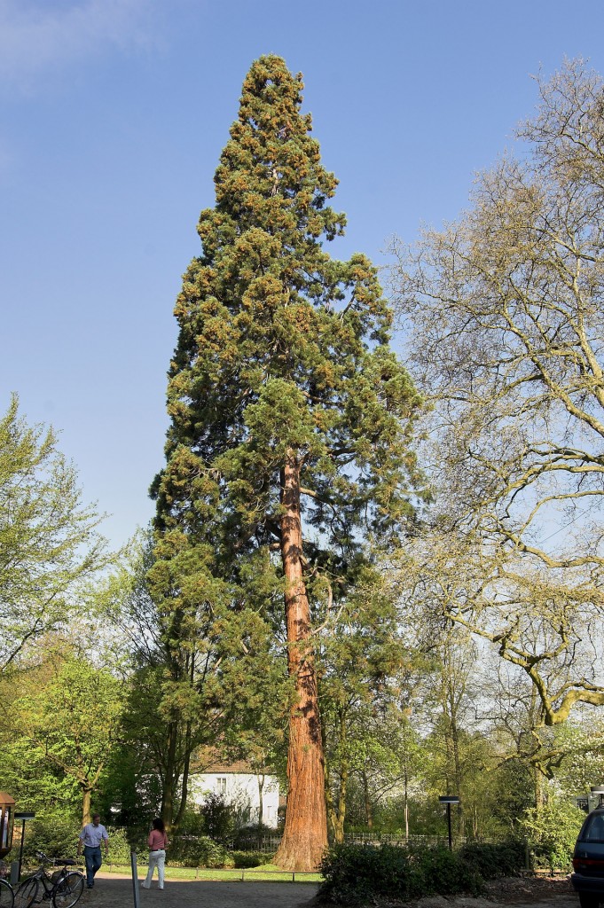 Mammutbaum, gepflanzt vor rund 100 Jahren (lt. H. Harms) im Palaisgarten in Detmold.